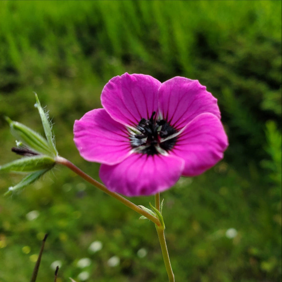 Subcaulescens Geranium Seeds