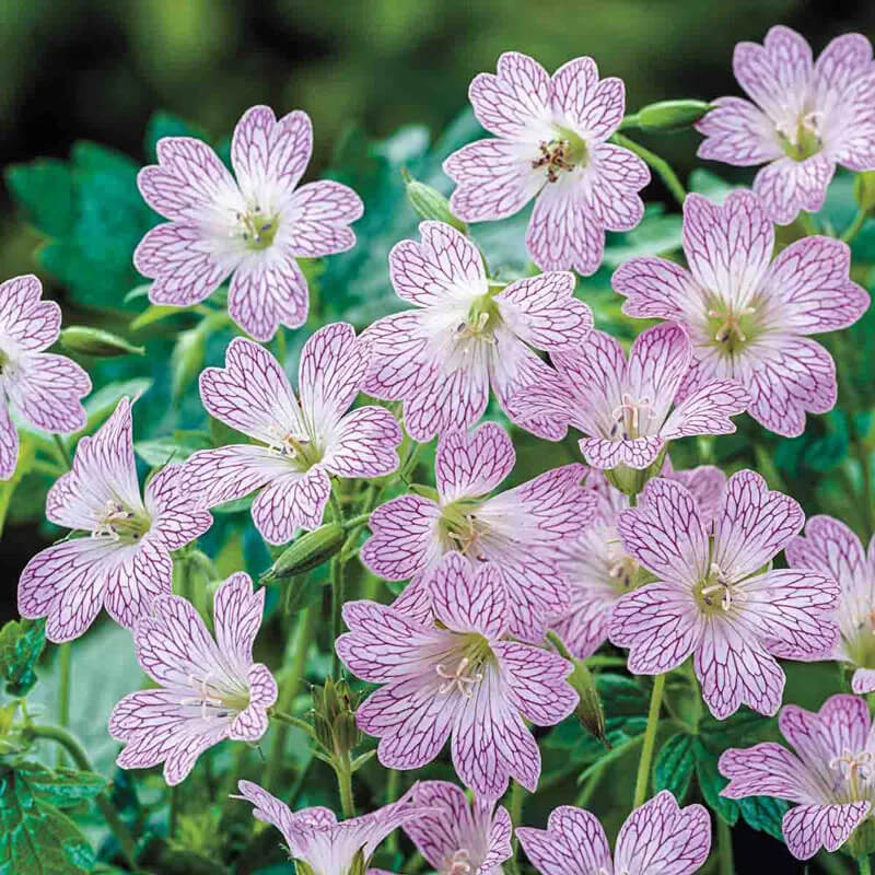 Versicolor Geranium Seeds