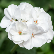 White Geranium Seeds