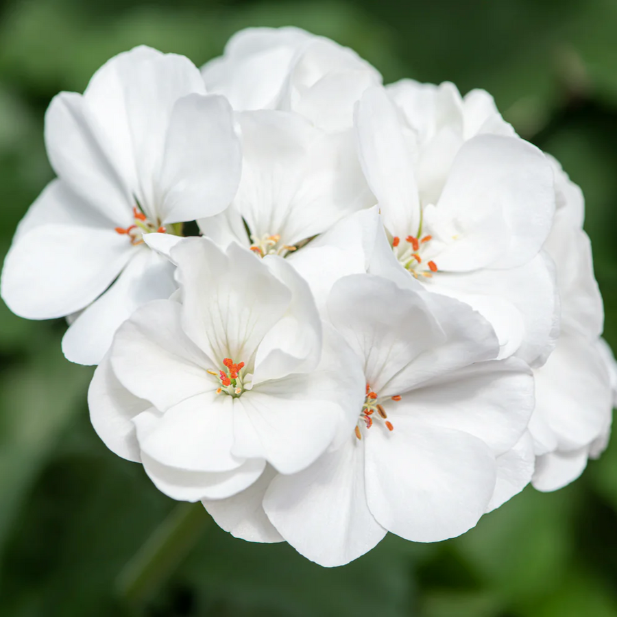 White Geranium Seeds