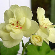 Wildflower Mix Geranium Seeds