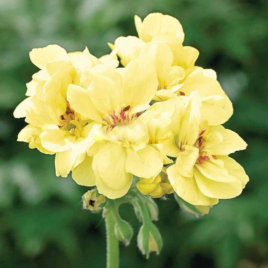 Yellow Geranium Seeds