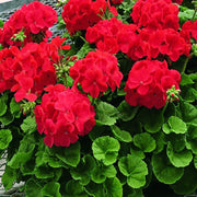 Zonal Geranium Seeds