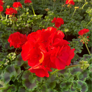 Zonal Geranium Seeds
