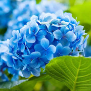 Sky Blue Green Geranium Seeds