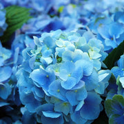 Sky Blue Green Geranium Seeds