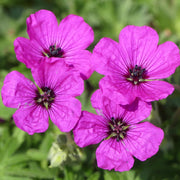 Subcaulescens Geranium Seeds