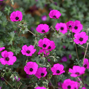Subcaulescens Geranium Seeds