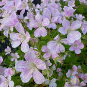 Versicolor Geranium Seeds