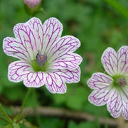 Versicolor Geranium Seeds
