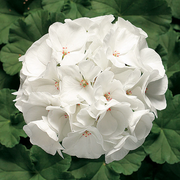 White Geranium Seeds