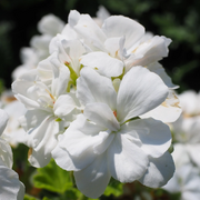 White Geranium Seeds