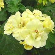 Wildflower Mix Geranium Seeds