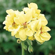 Wildflower Mix Geranium Seeds