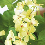 Yellow Geranium Seeds