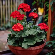 Zonal Geranium Seeds