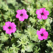 Subcaulescens Geranium Seeds
