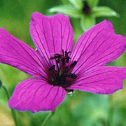 Subcaulescens Geranium Seeds