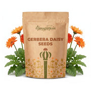 Gerbera Daisy Seeds – Gerbera jamesonii