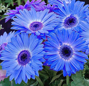 Blue Gerbera Daisy Seeds