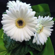 White Vanilla Gerbera Daisy Seeds