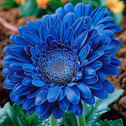 Blue Gerbera Daisy Seeds