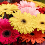 Mixed Gerbera Daisy Seeds