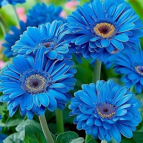 Blue Gerbera Daisy Seeds