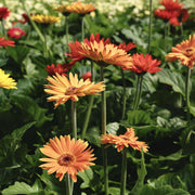 Gerbera Daisy Seeds – Gerbera jamesonii