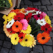 Mixed Gerbera Daisy Seeds