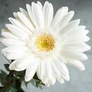 White Vanilla Gerbera Daisy Seeds