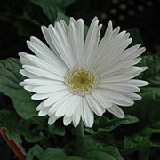 White Vanilla Gerbera Daisy Seeds