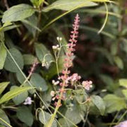 Canadian Wood Sage Germander Seeds, Herbal