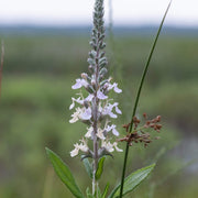 Canadian Wood Sage Germander Seeds, Herbal