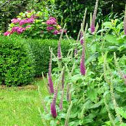 Purple Tails Wood Sage Germander Seeds, Herbal