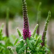 Purple Tails Wood Sage Germander Seeds, Herbal