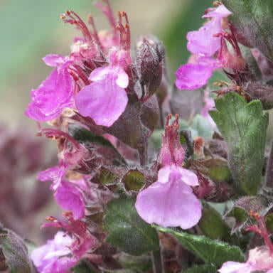 Teucrium chamaedrys Germander Seeds, Herbal
