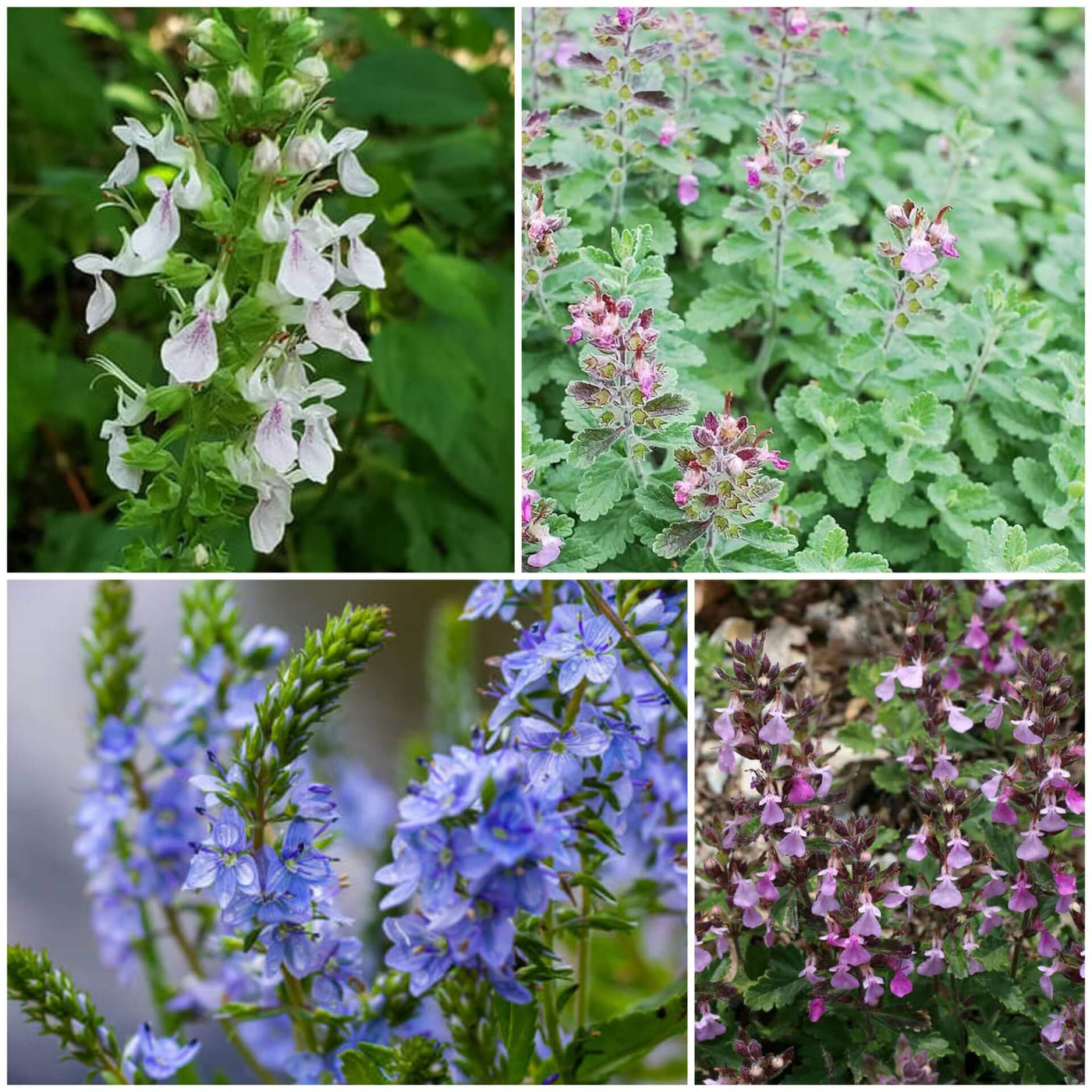 Germander Seeds - All In One For Home Gardens