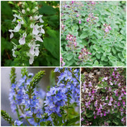 Germander Seeds - All In One For Home Gardens