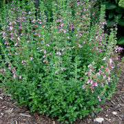 Germander Seeds - All In One For Home Gardens