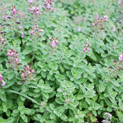 Germander Seeds - All In One For Home Gardens