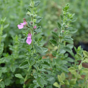 Germander Seeds - All In One For Home Gardens