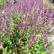 Germander Seeds - All In One For Home Gardens