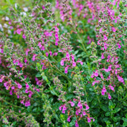 Germander Seeds - All In One For Home Gardens