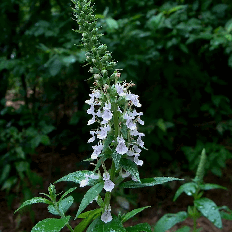 Canadian Wood Sage Germander Seeds, Herbal