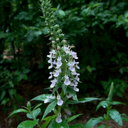 Canadian Wood Sage Germander Seeds, Herbal