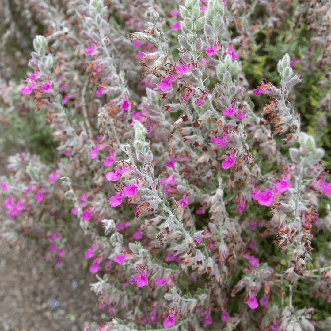 Cat Thyme Germander Seeds, Herbal