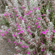 Cat Thyme Germander Seeds, Herbal