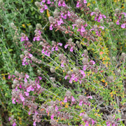 Cat Thyme Germander Seeds, Herbal