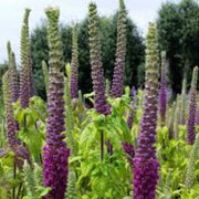 Purple Tails Wood Sage Germander Seeds, Herbal